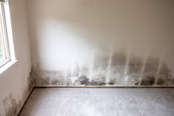 Professional Mold Removal in Clarion, PA